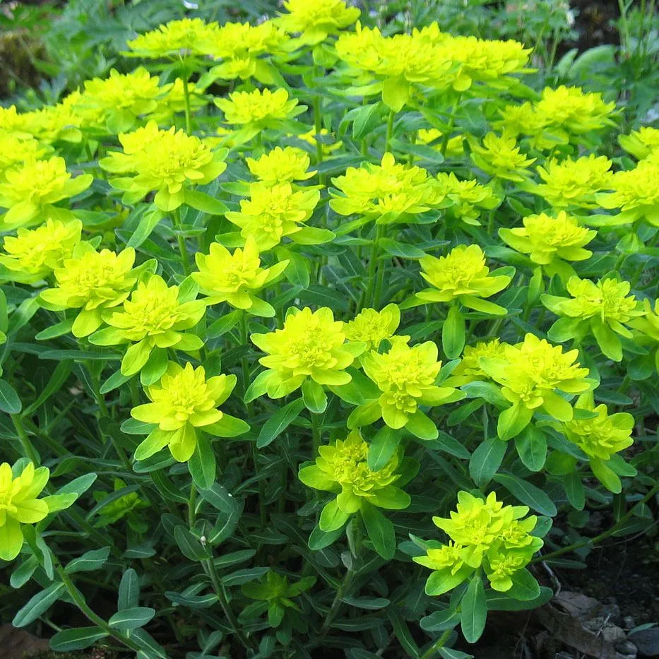 Euphorbia polychroma' - C2 L
