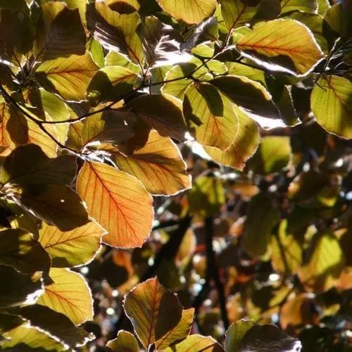 Fagus sylvatica 'Atropunicea' - C2L - 40/60 cm