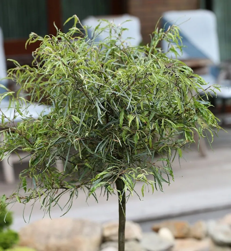 Fagus sylvatica 'Mercedes' - C5L - kalem 40 cm