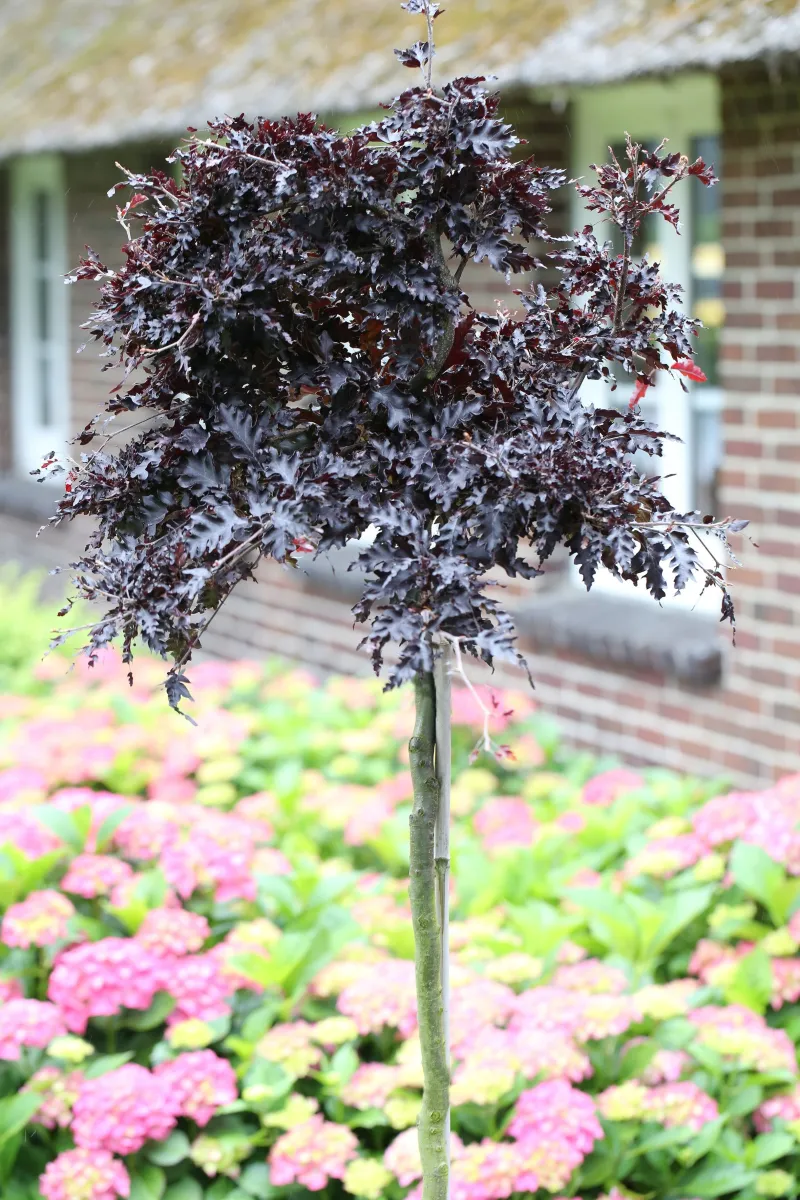 Fagus sylvatica 'Rohan Weeping' - C5L - kalem 40 cm