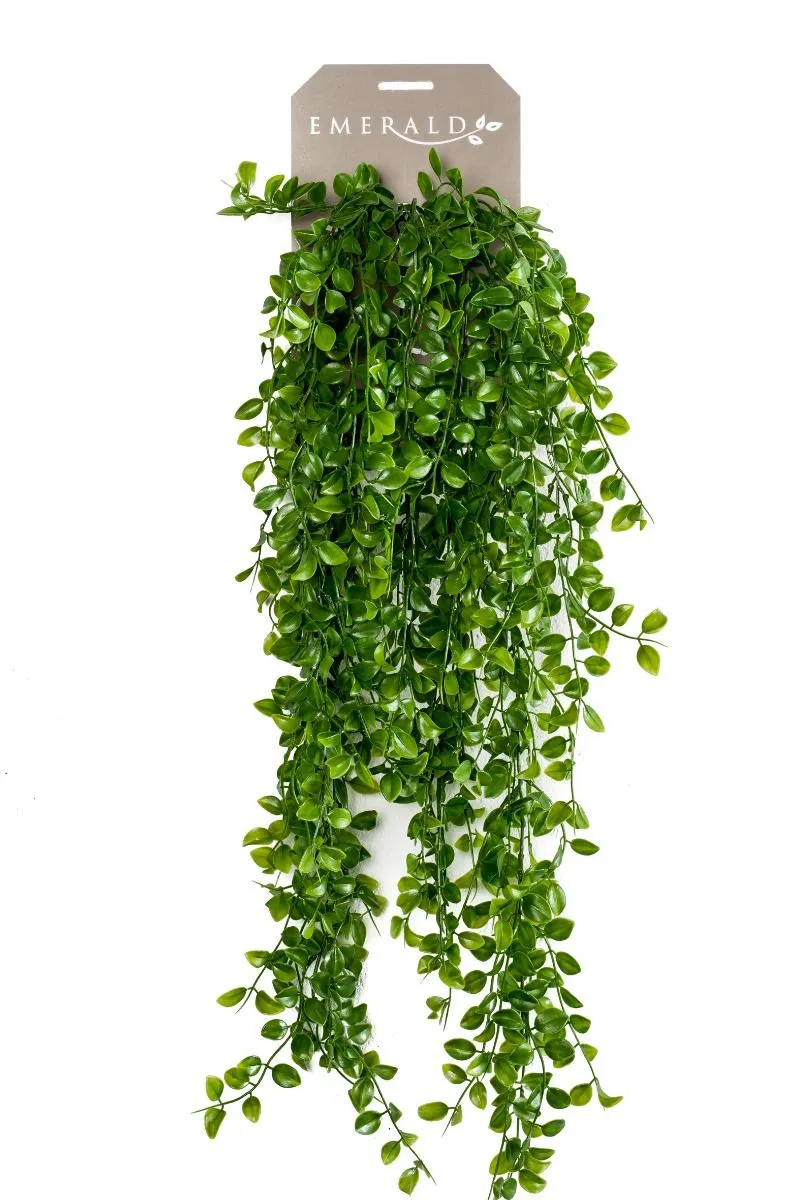 Fikus Žbunasti Viseći - 6 Grana - 80 cm