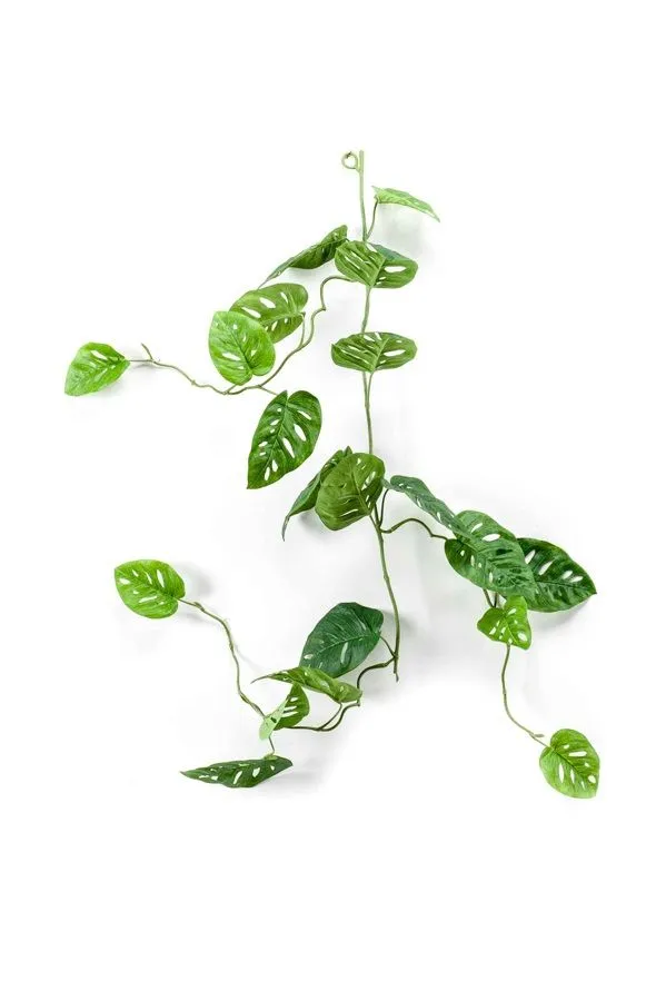 Filadendron Monstera Zelena - 120 cm