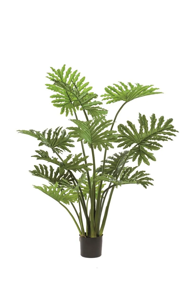 Filodendron Seloum - u saksiji - 125 cm