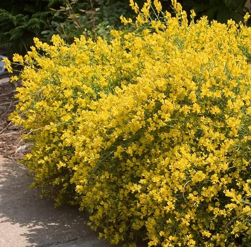 Genista lydia - C2 L - 20/40 cm