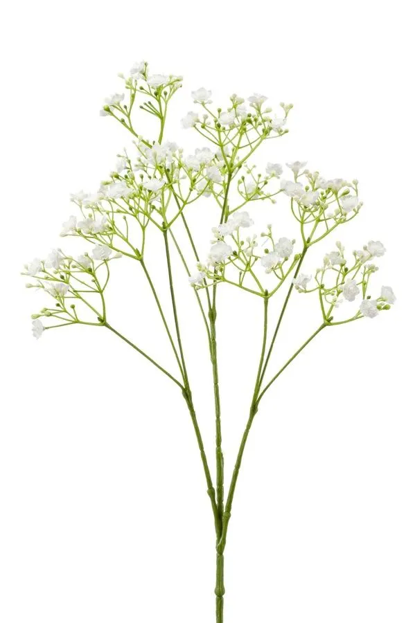 Gypsophila Grana Bela - 68 cm