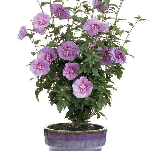 Hibiscus syriacus 'Lavender Chiffon' - C2L - 60/80 cm