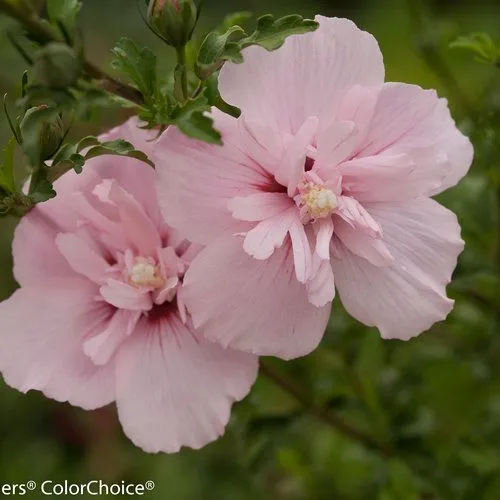 Hibiscus syriacus 'Pink Chiffon' - C2L - 60/80 cm