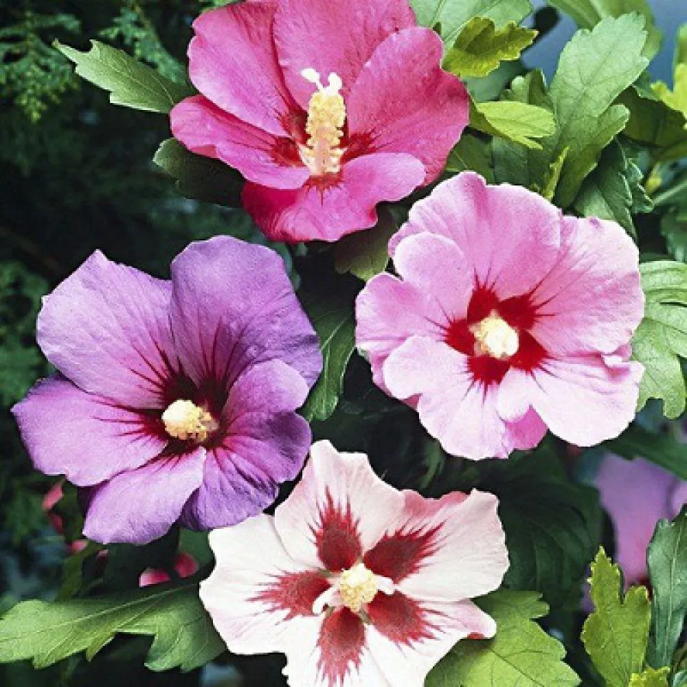 Hibiscus syriacus mix - P15 - 30/40 cm