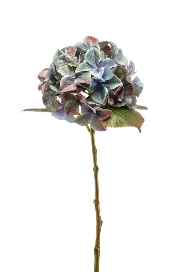 Hortenzija Plava - 47 cm