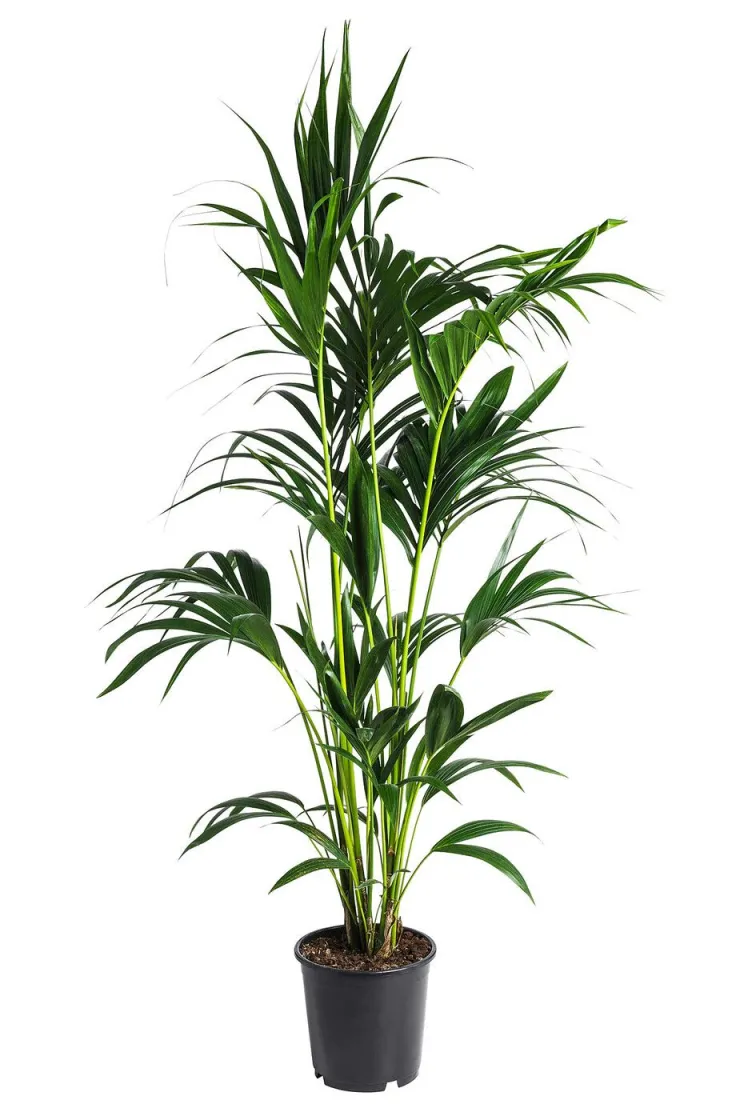 Howea forsteriana - saksija 17 cm / visina 80 cm