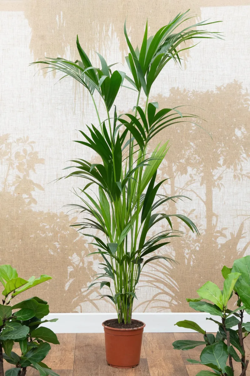 Howea forsteriana - saksija 21 cm / visina 150 cm