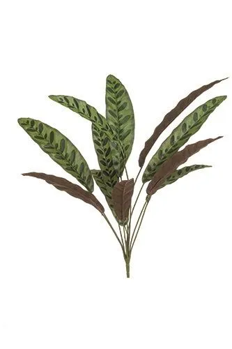Kalatea - žbun - 70 cm
