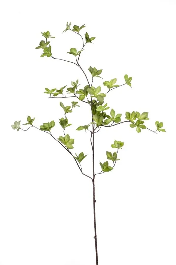 Kornus - grana - 115 cm