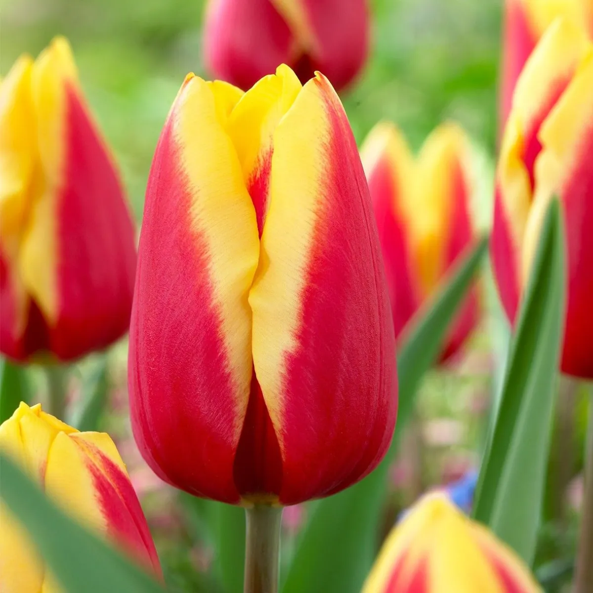 Lala triumf - Tulipa Jan Seignette - pakovanje 7 lukovica