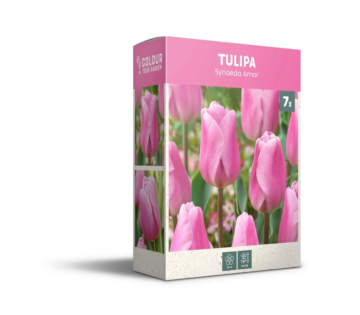 Lala - Tulipa Synaeda Amor - pakovanje 7 lukovica