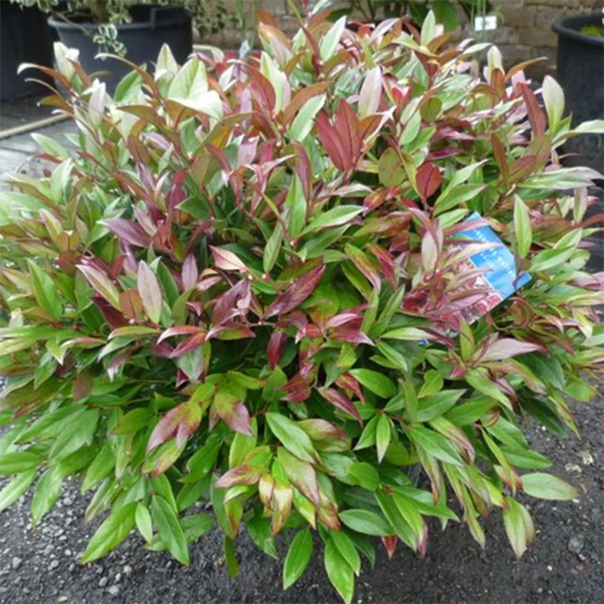 Leucothoe walteri ' Zeblid' - C4 L - 30/40 cm