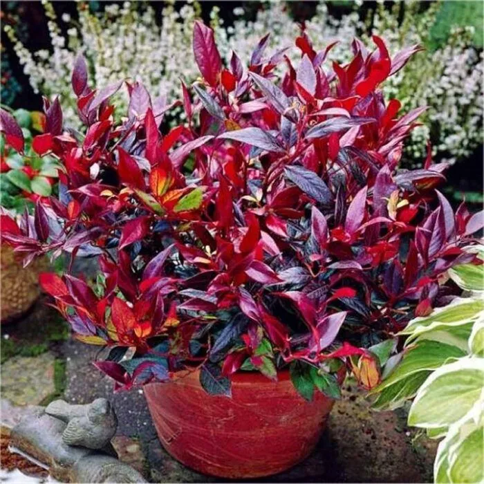 Leucothoe walteri 'Zeblid' - C7.5L - 40/60 cm