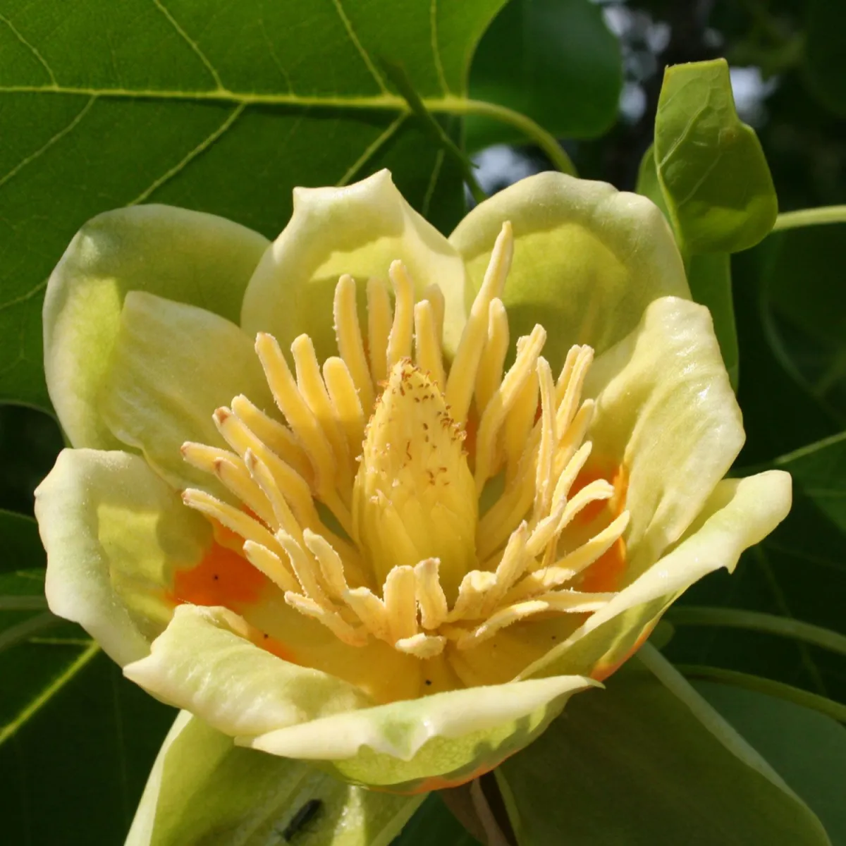 Liriodendron - C3 L - 80/100 cm