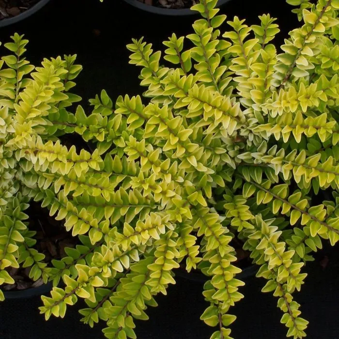 Lonicera nitida 'Golden Glow' - C2L - 20/40 cm