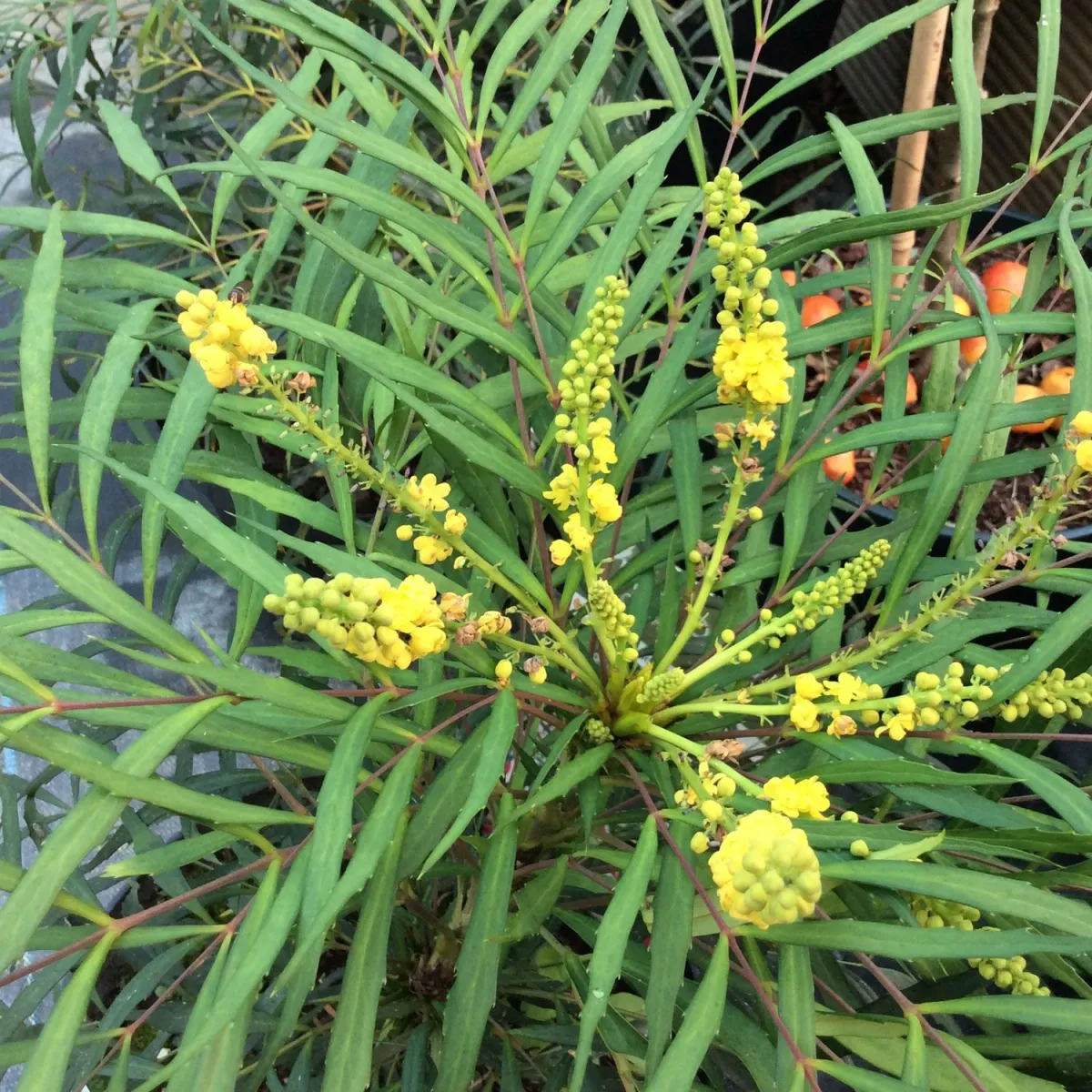 Mahonia eur. 'Soft Cares' - C3 L - 20/25 cm
