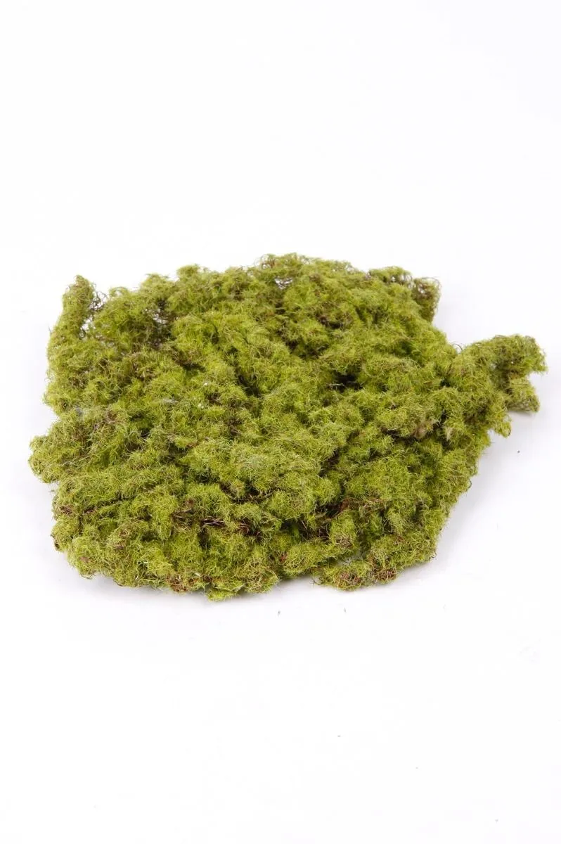 Mahovina Zeleni Tanjir - 20 cm