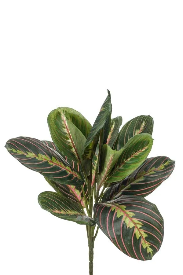 Maranta - žbun - 30 cm