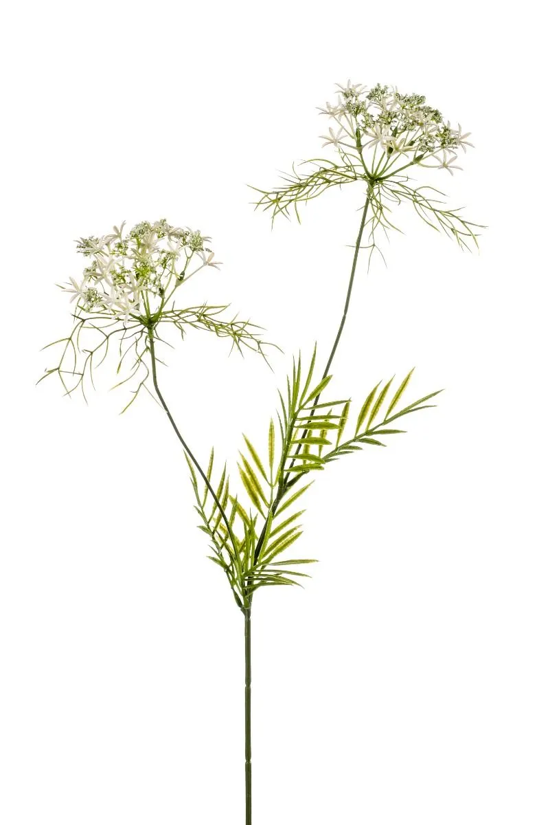 Mirodjija Bela - 2 Grane - 75 cm