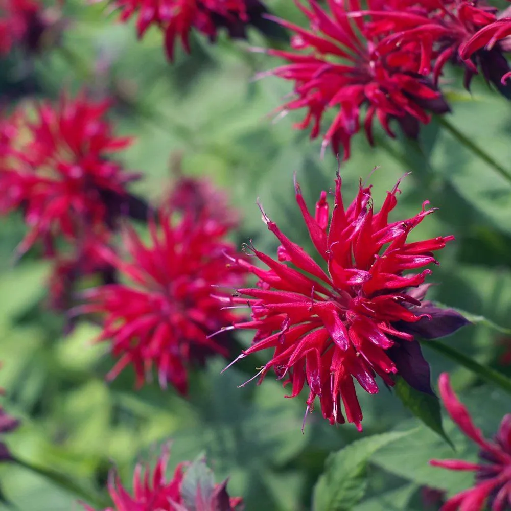 Monarda 'Fireball' ® - C2 L