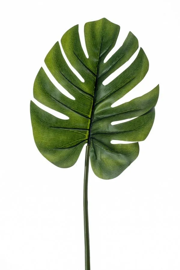 Monstera - 73 cm