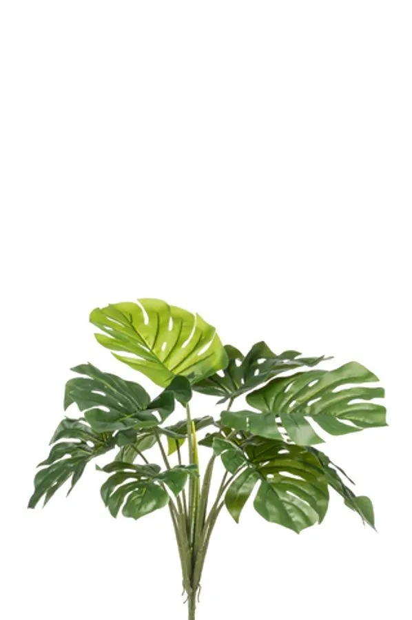 Monstera - žbun - 60 cm