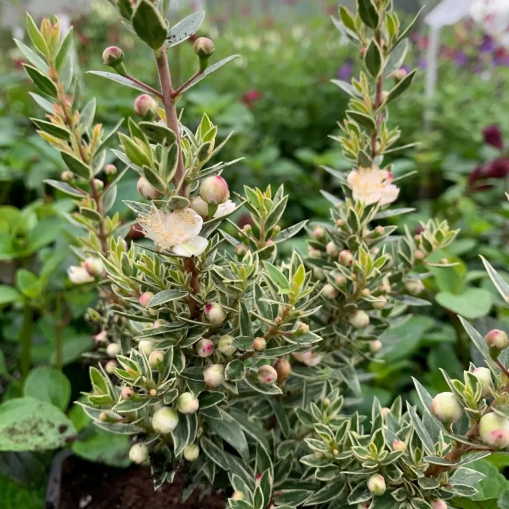 Myrtus communis subsp. tarentina - C4 L - 30/40 cm
