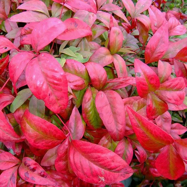 Nandina dom. 'Firepower'