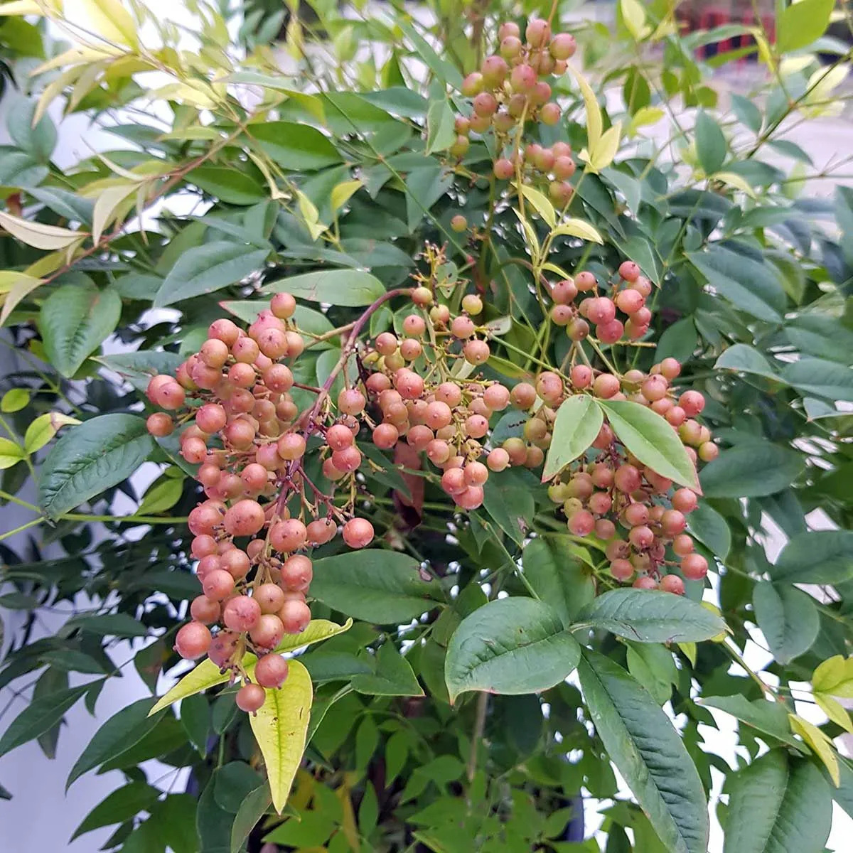 Nandina domestica - C4 L - 30/50 cm