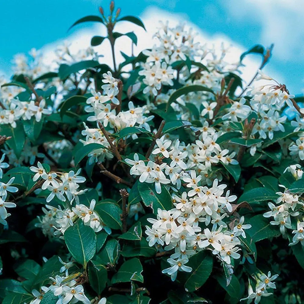 Osmanthus × burkwoodii - P15 - 20/30 