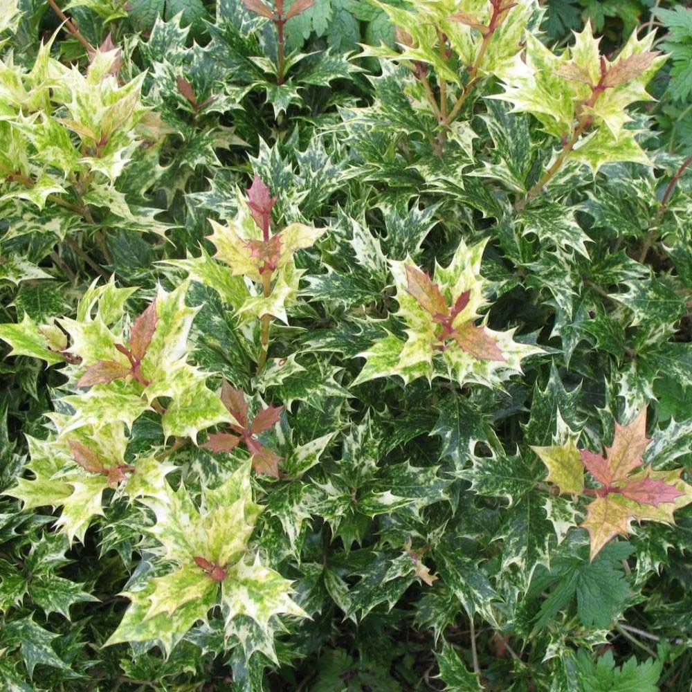 Osmanthus heterophyllus 'Tricolor'  - C3 L - 20/25 cm