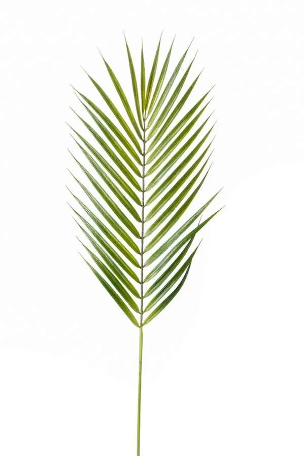 Palma Grana Zelena - 75 cm