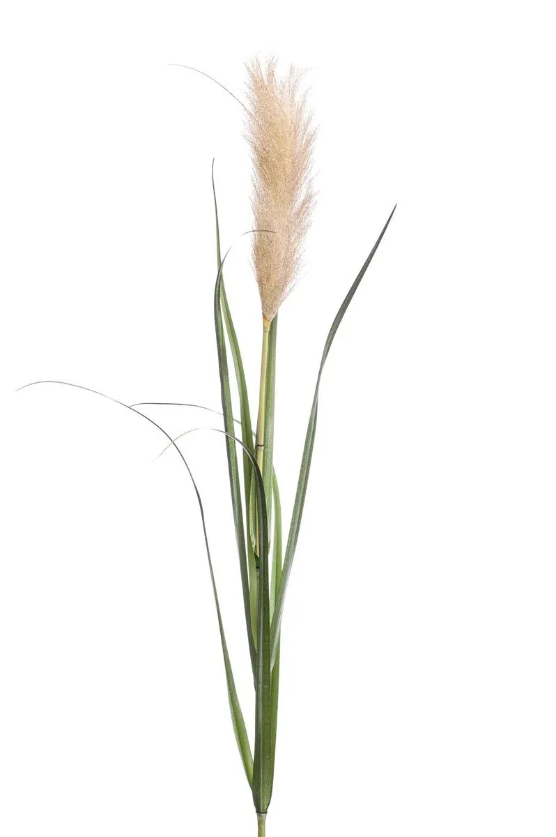 Pampas Trava - 120 cm