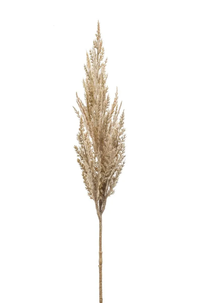 Pampas Trava Grana Krem - 80 cm