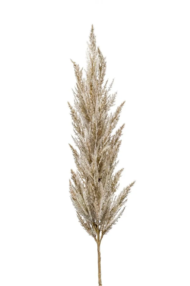 Pampas Trava Krem - 115 cm