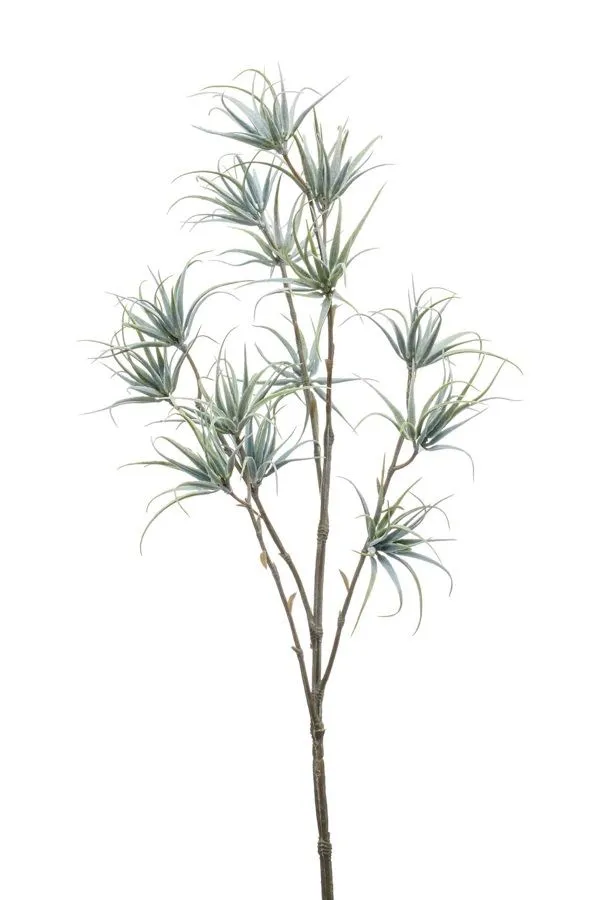 Paparat Siva - 5 Grana - 64 cm
