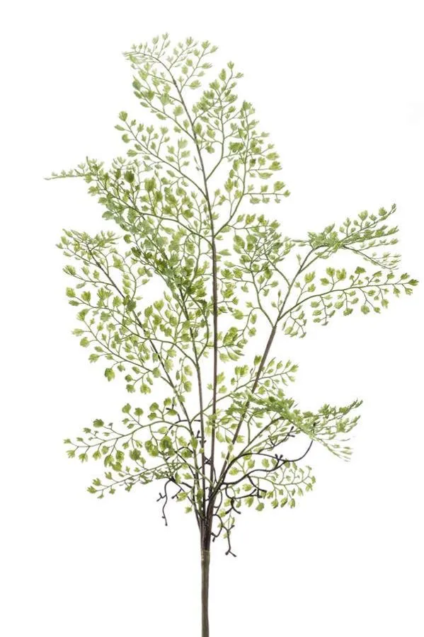 Paprat - 55 cm