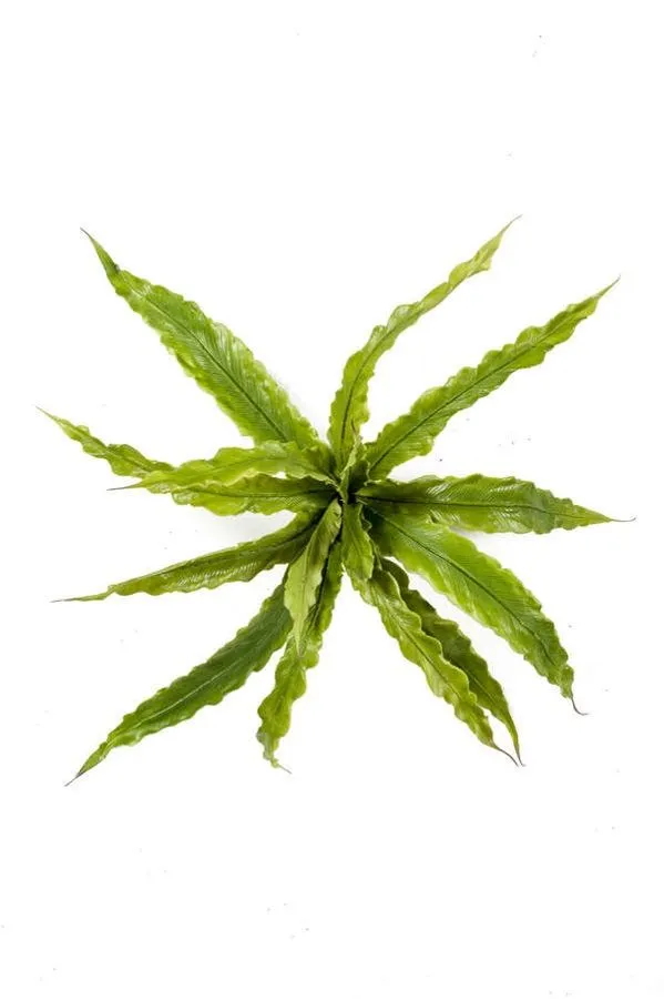 Paprat Asplenium Žbun - 15 Grana - 30 cm