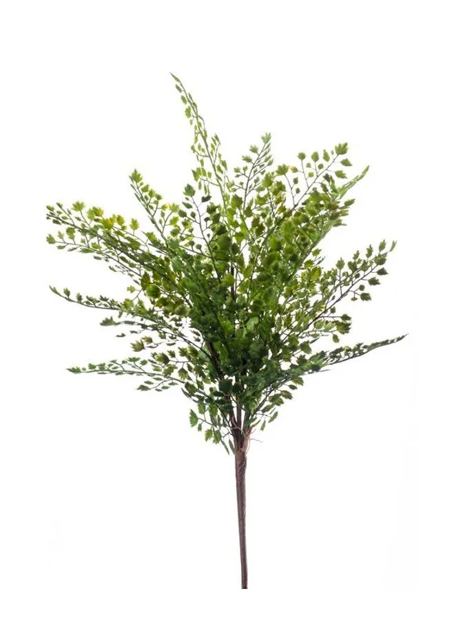 Paprat Grm Zelena - 40 cm