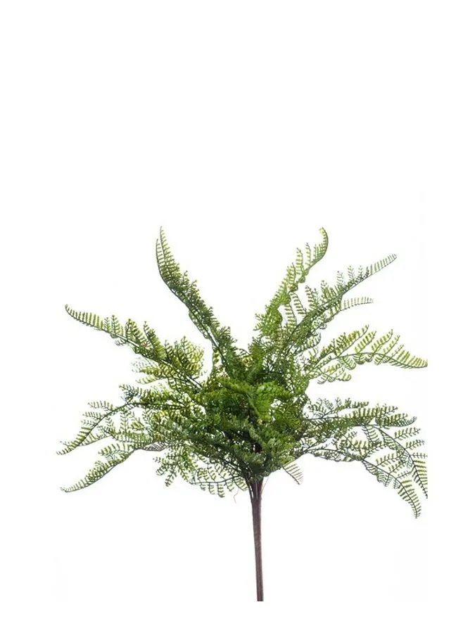 Paprat Šumska Zelena - 40 cm