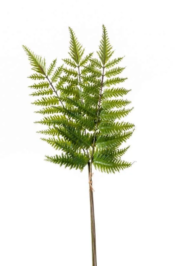 Paprat Zelena - 3 Grane - 58 cm