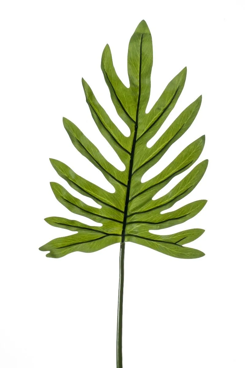 Philodendron Grana - 100 cm