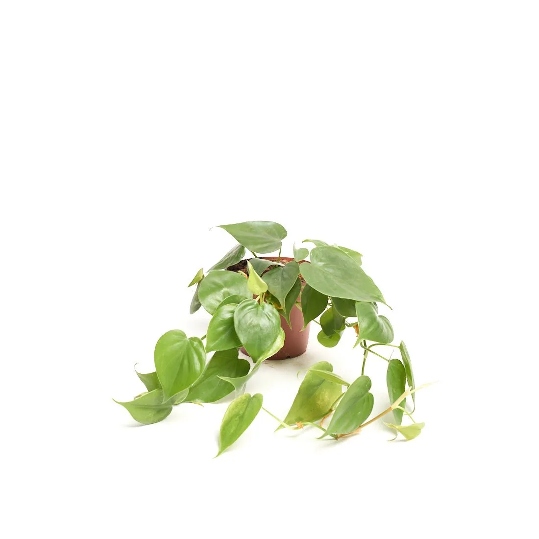 Philodendron scandens - saksija 12 cm / visina 20 cm
