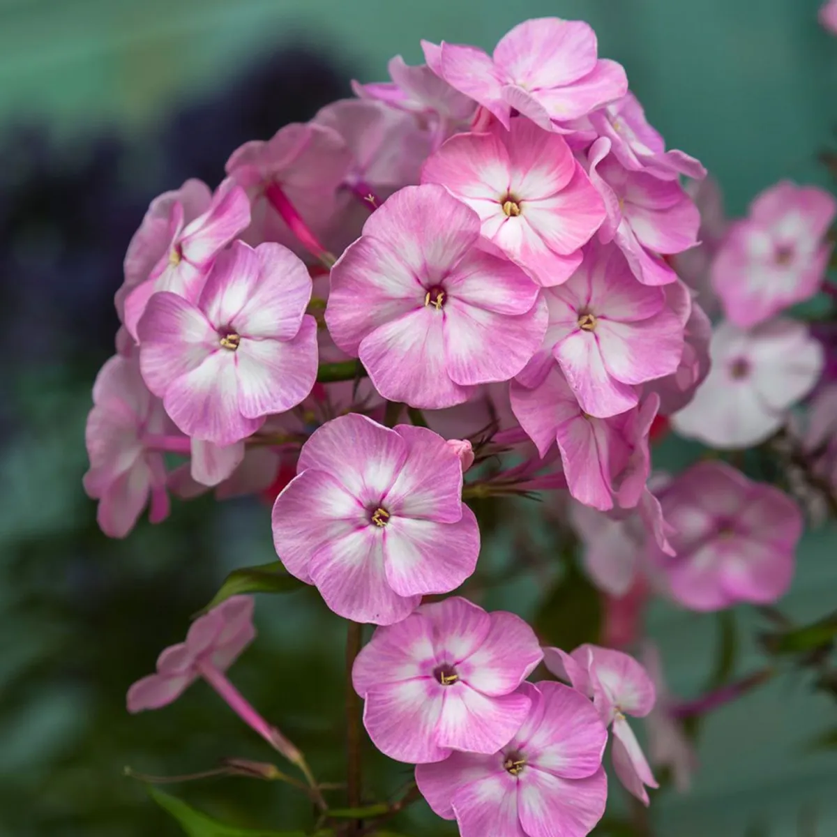 Phlox (P) 'Younique Old Pink' ® - P15