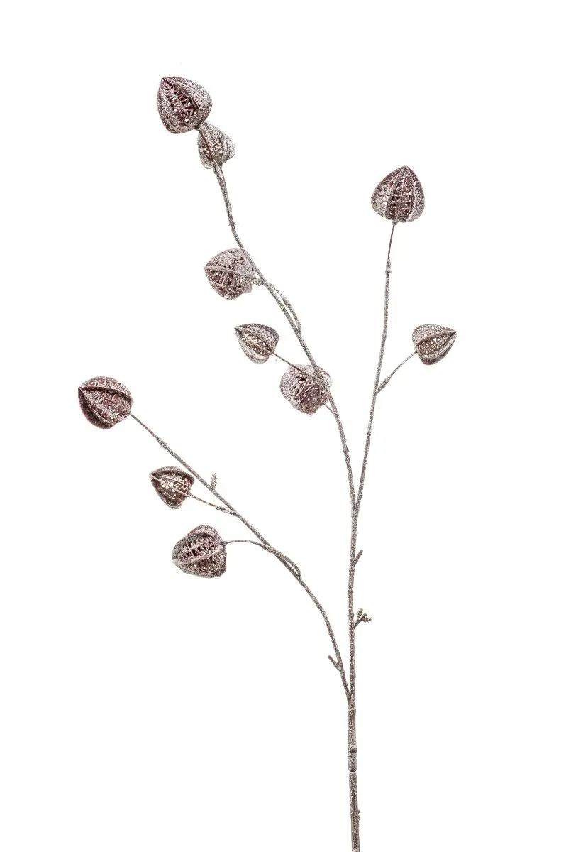 Physalis Grana - 80 cm
