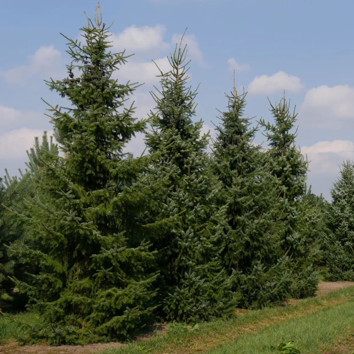 Picea omorica - P15 - 20/30 cm